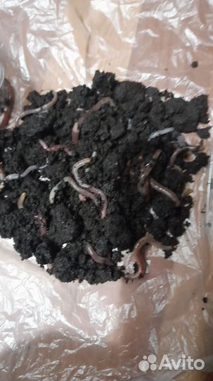 Червь дендробена