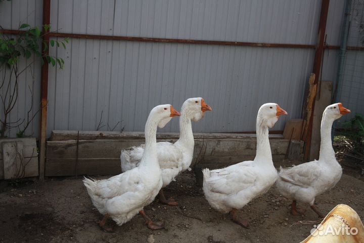 Холмогорские гуси на племя и индоутки голубые