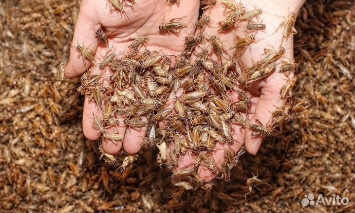 Живой корм для птиц от производителя.Розница и опт