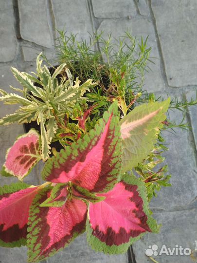 Рассада для кашпо и вазонов