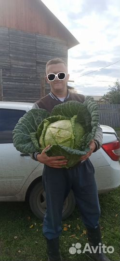 Капуста. Рассада