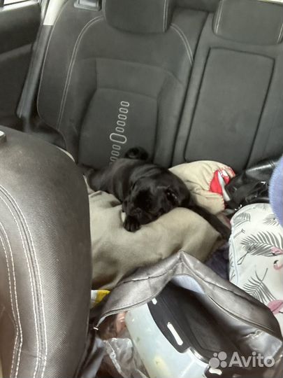 Вязка мопс девочка