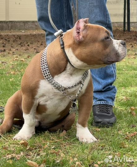 Американский булли, мощный щенок, 6 мес