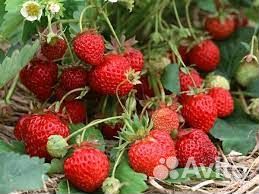 Продам саженцы земляники садовой 