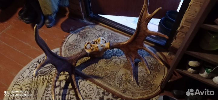 Лосиные рога