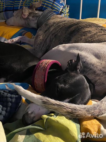 Дог-ситтер передержка выгульщик собак Пионерская