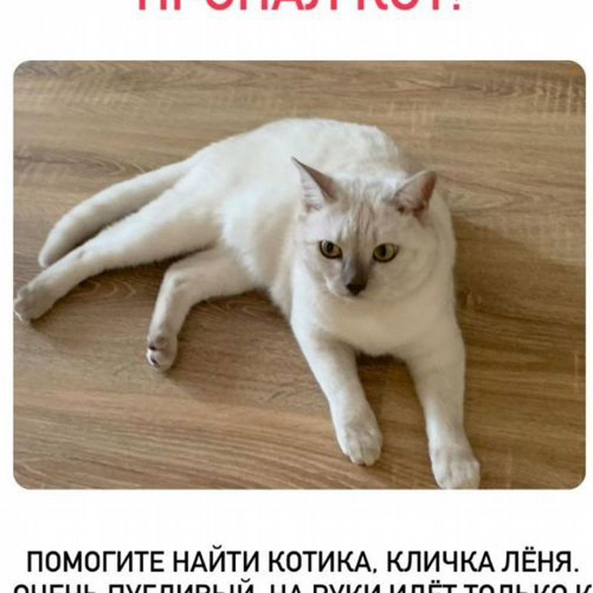 Потерялся кот