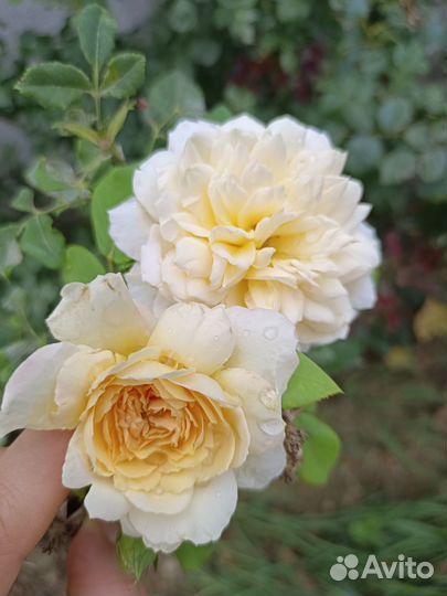 Роза вьющаяся