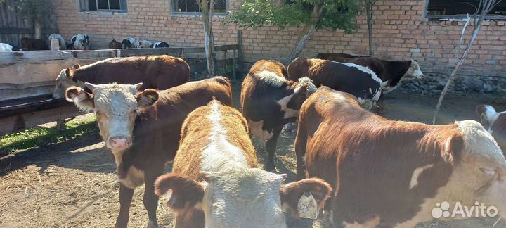 Бычки и тёлки в наличии