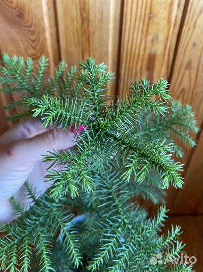 Араукария Хетерофилла