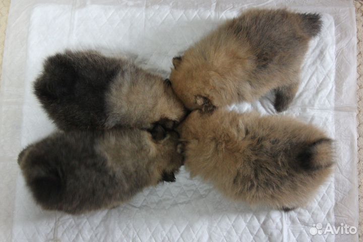 Щенки шпица