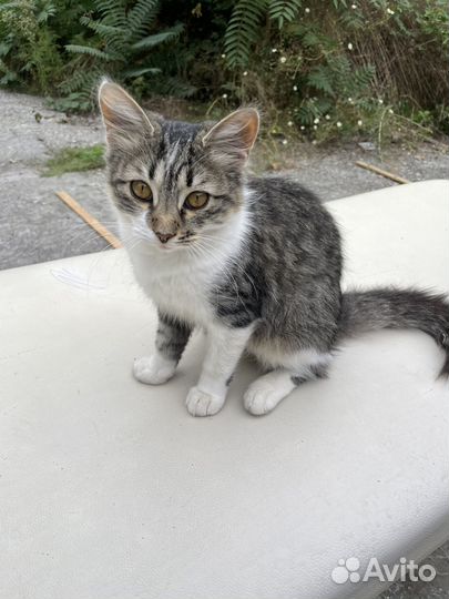 Кошечка в добрые руки