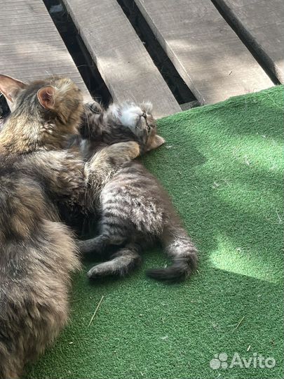 Котята и кошки