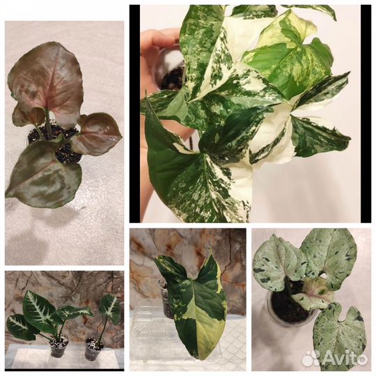 Сингониумы разные 1