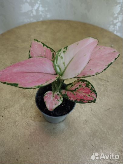 Аглоанемы сортовые Голландия