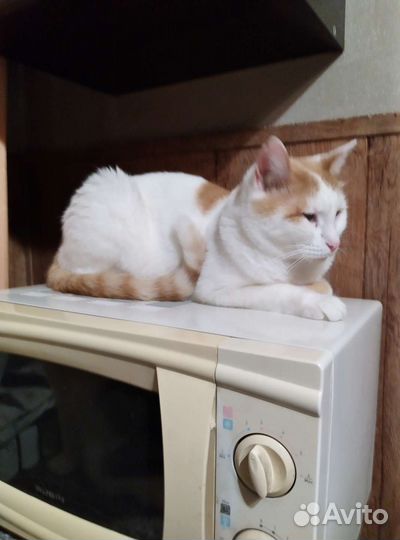 Кот ждунчик