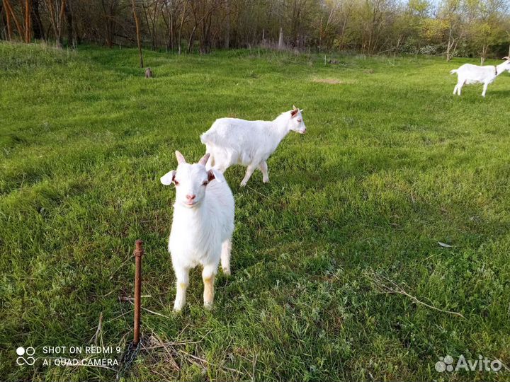 Козлики заано- нубийские, зааненский
