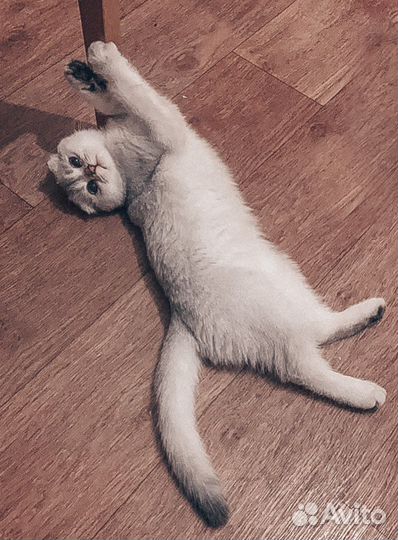 Кошка на вязку