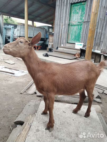 Козы двухлетки, козел на племя