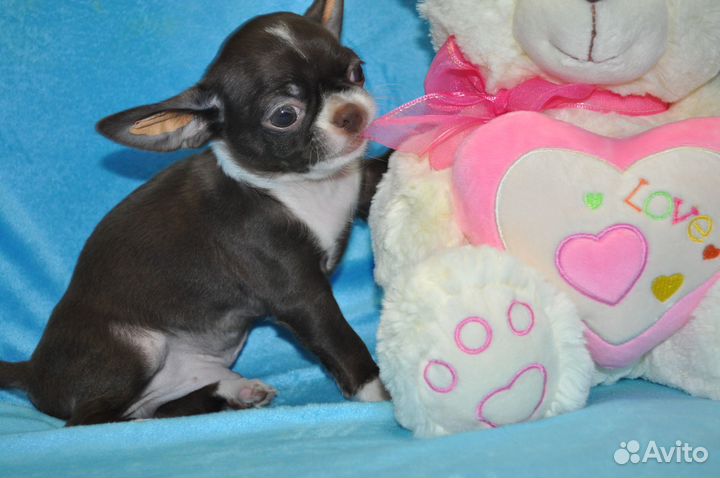 Шоколадный красавчик