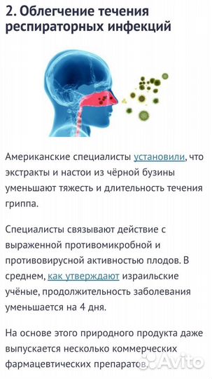 Бузина черная