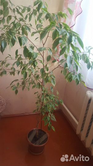 Фикус бенджамина