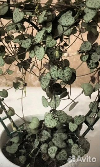 Циропегия вуда