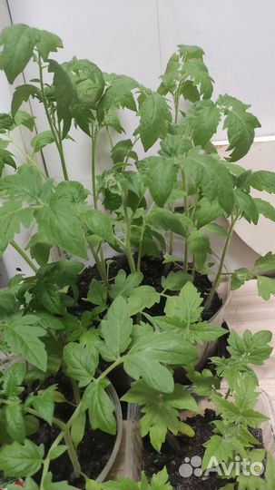 Рассада перец, томат, острый перец комнатный