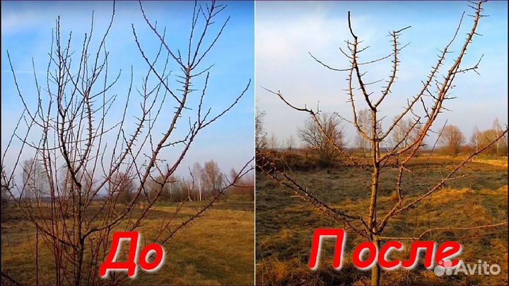 Обрезка плодовых деревьев и кустарников