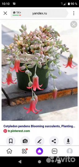 Ампельные суккуленты