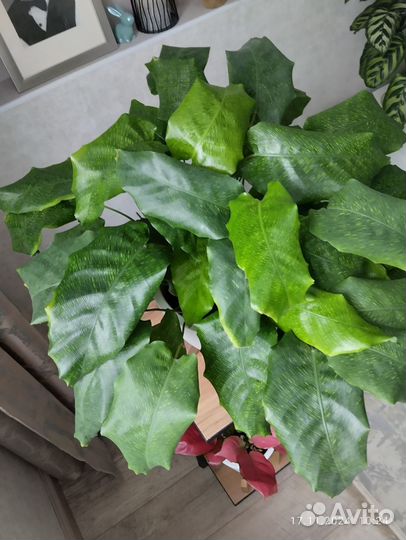 Калатея нетворк