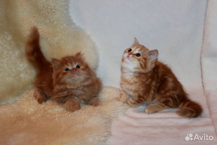 Шотландские котята ярко рыжие