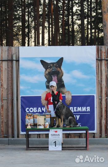 Щенки вео от рабочих родителей