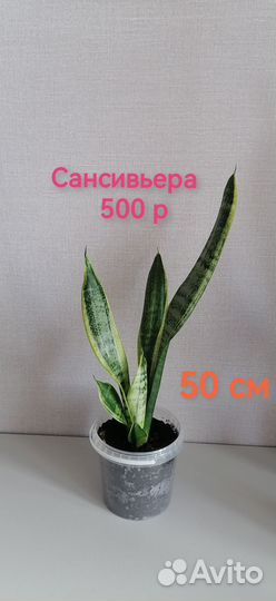 Сансевиерия