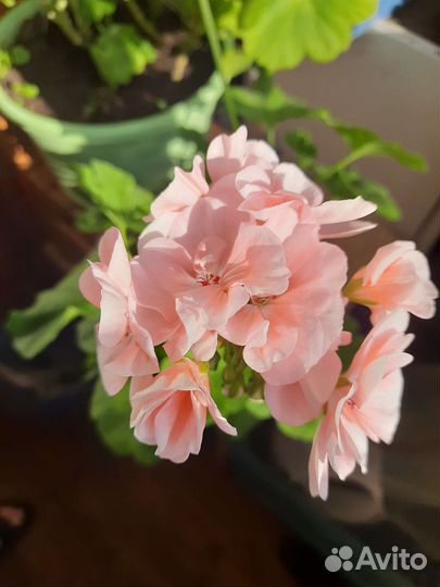 Пеларгония герань срез