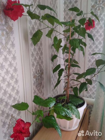 Цветы розы комнатные