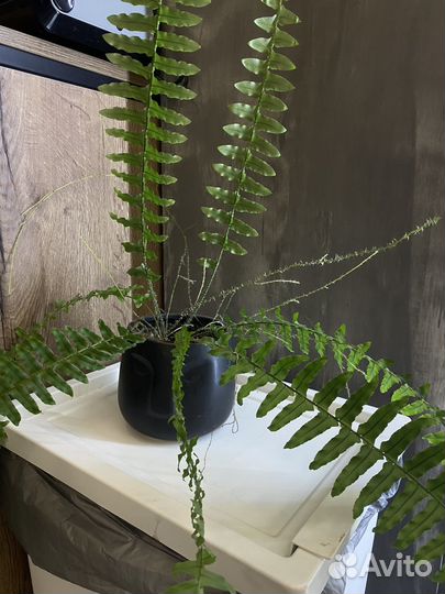 Папоротник