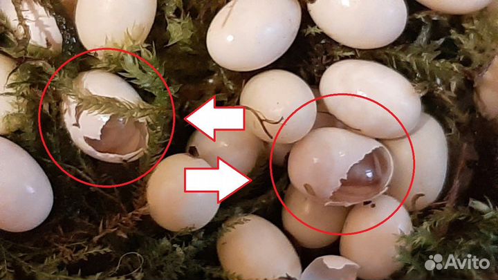 Появление улитят Ахатин