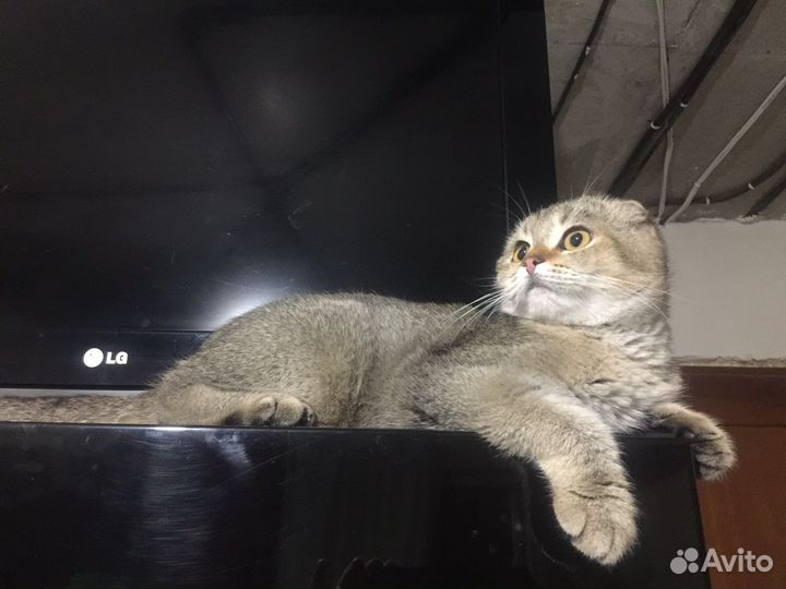 Шотландские котята/тикированные