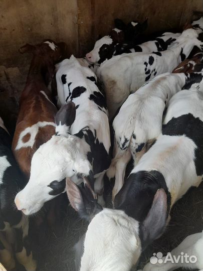 Бычки и телята