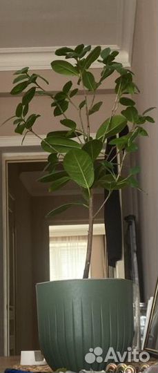 Фикус