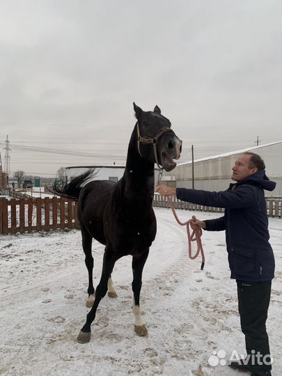 Ахалтекинские лошади с документами