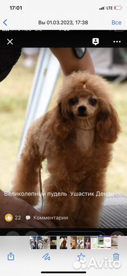 Той-пудель, вязка