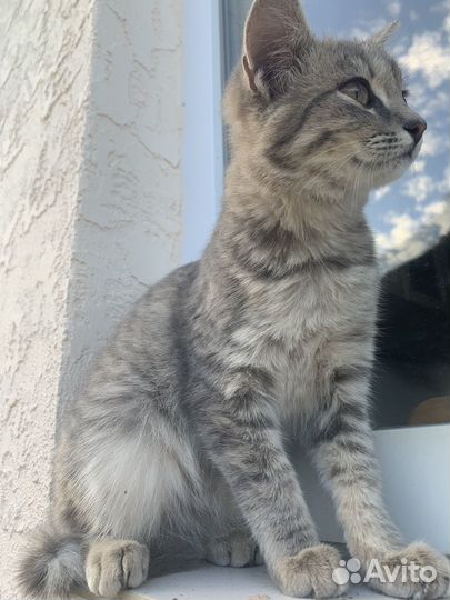 Котята метисы