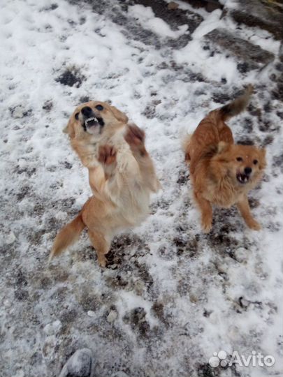 Отдам в добрые руки