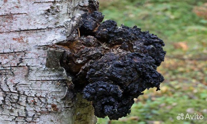 Чага березовая свежая и сушëная