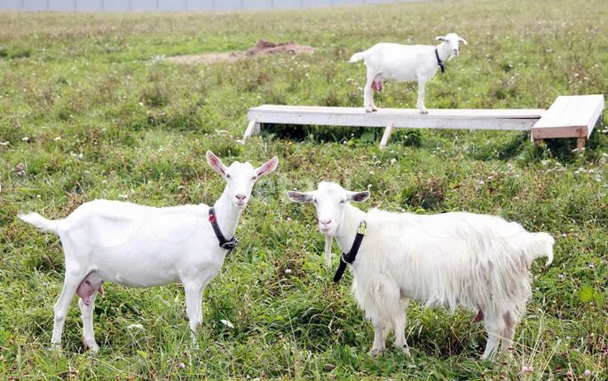 Участок 10,63 га (промназначения)