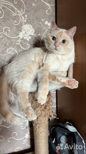 Отдам бесплатно