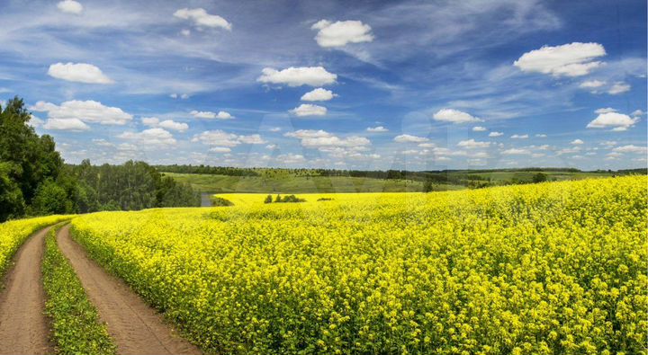 Участок 15 га (СНТ, ДНП)