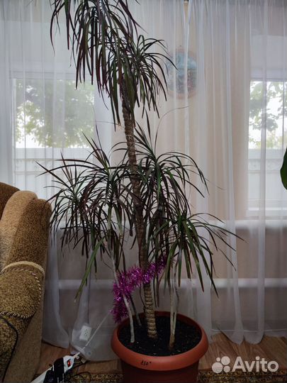 Пальма драцена